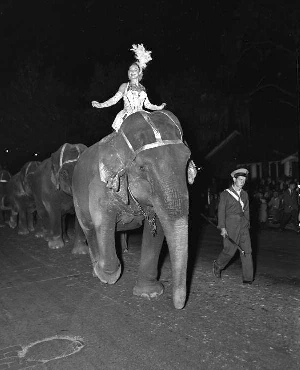 Florida Memory Employee riding a Ringling Circus elephant during a