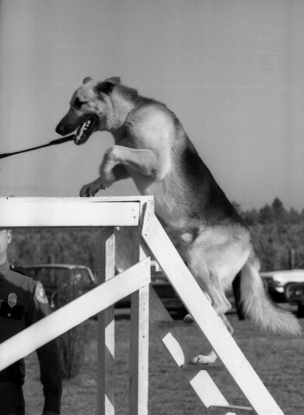 Florida Memory Tallahassee Police dog climbing stairs during K9 training.