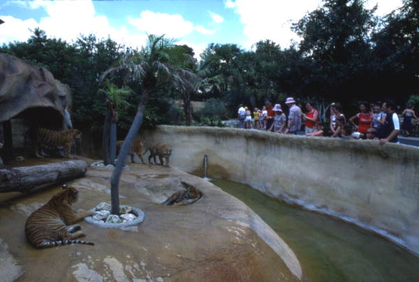 Florida Memory Visitors Viewing Tigers In Zoo At The Busch