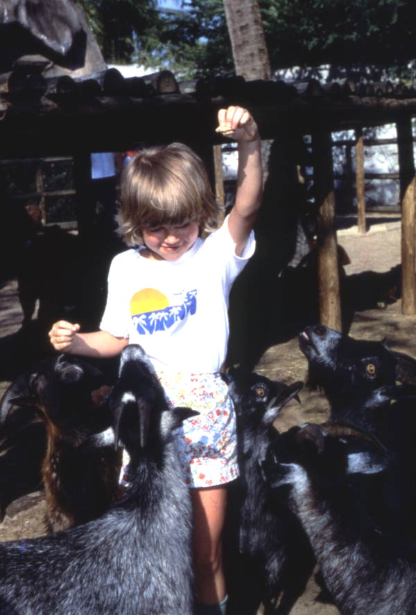 Florida Memory Child Feeding Goats At Petting Zoo In The Busch