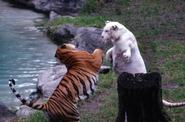 Florida Memory View Of Tigers At The Busch Gardens Amusement