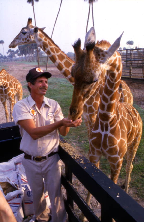 Florida Memory Busch Gardens Amusement Park Employee Feeding