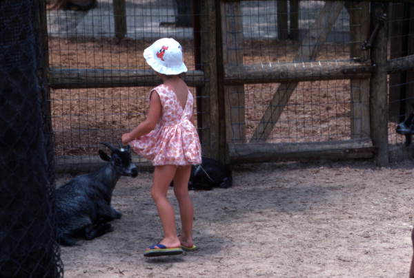 Florida Memory Visitor With Goats In Petting Zoo At The Busch