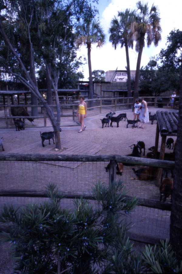 Florida Memory View Showing Visitors With Goats In Petting Zoo