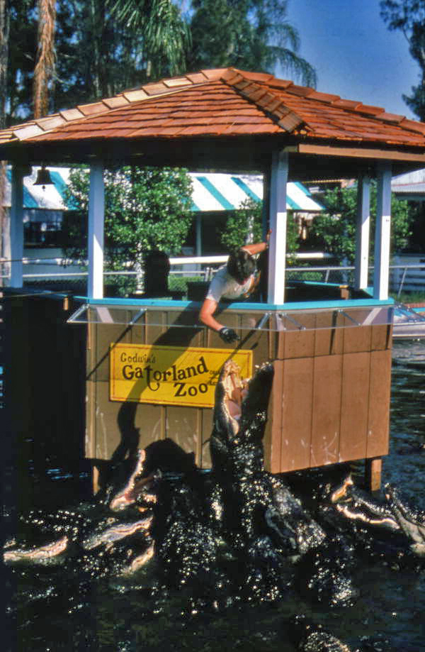 Florida Memory - Employee feeding alligators at the Gatorland theme
