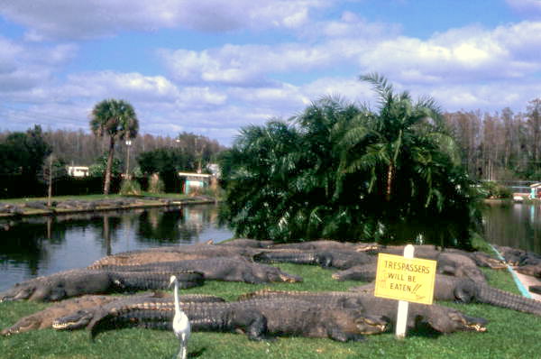 Florida Memory View Showing Alligators And Sign At The Gatorland