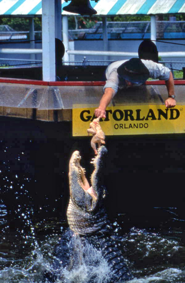 Florida Memory - View showing an employee feeding an alligator at the