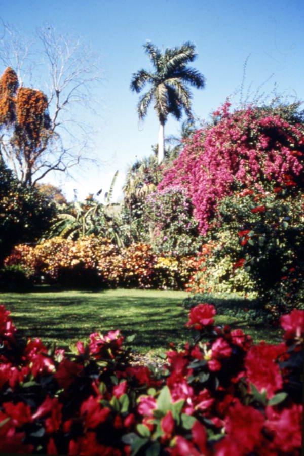 Florida Memory View Showing Some Of The Flowers Plants And