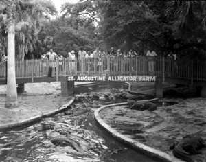 Alligator Farm Florida