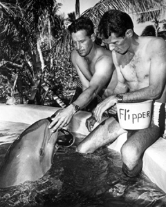 flipper 1964