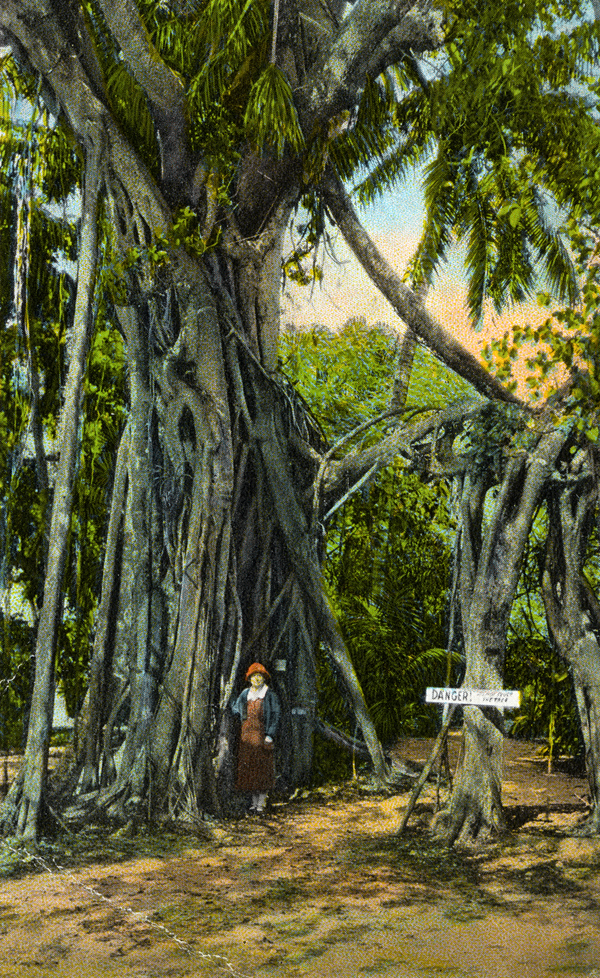 Florida Memory Famous banyan tree at the Wyldewood Tropical Nurseries