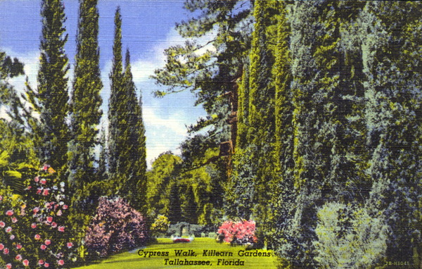 Florida Memory Postcard Of The Cypress Walk At Killearn Gardens