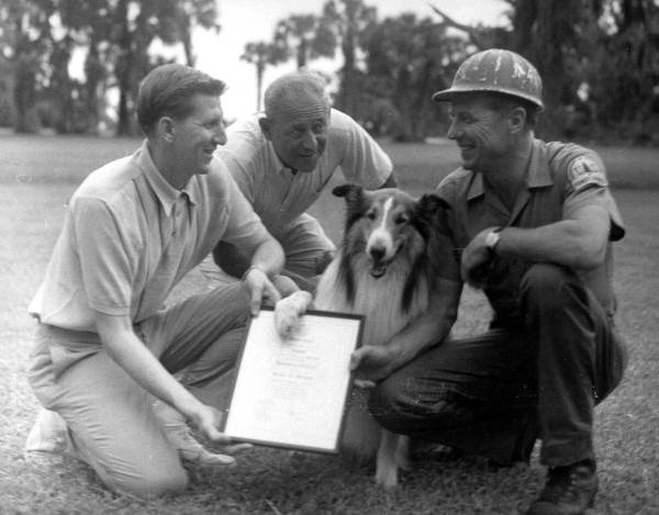 Lassie Receives An Honorary Florida Citizenship Certificate 1965 