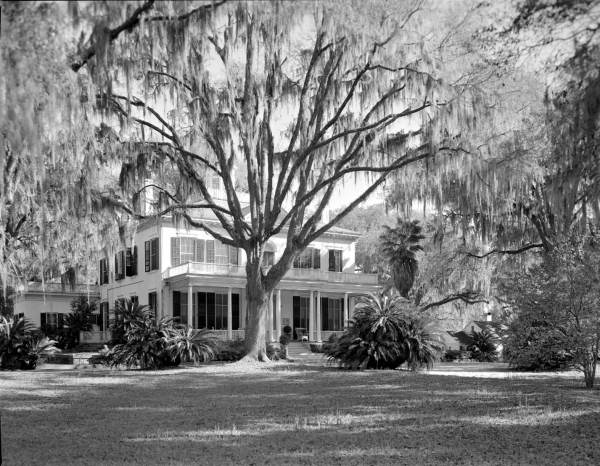 Florida Memory - Large Oak Tree Rooted In The Front Of Goodwood 